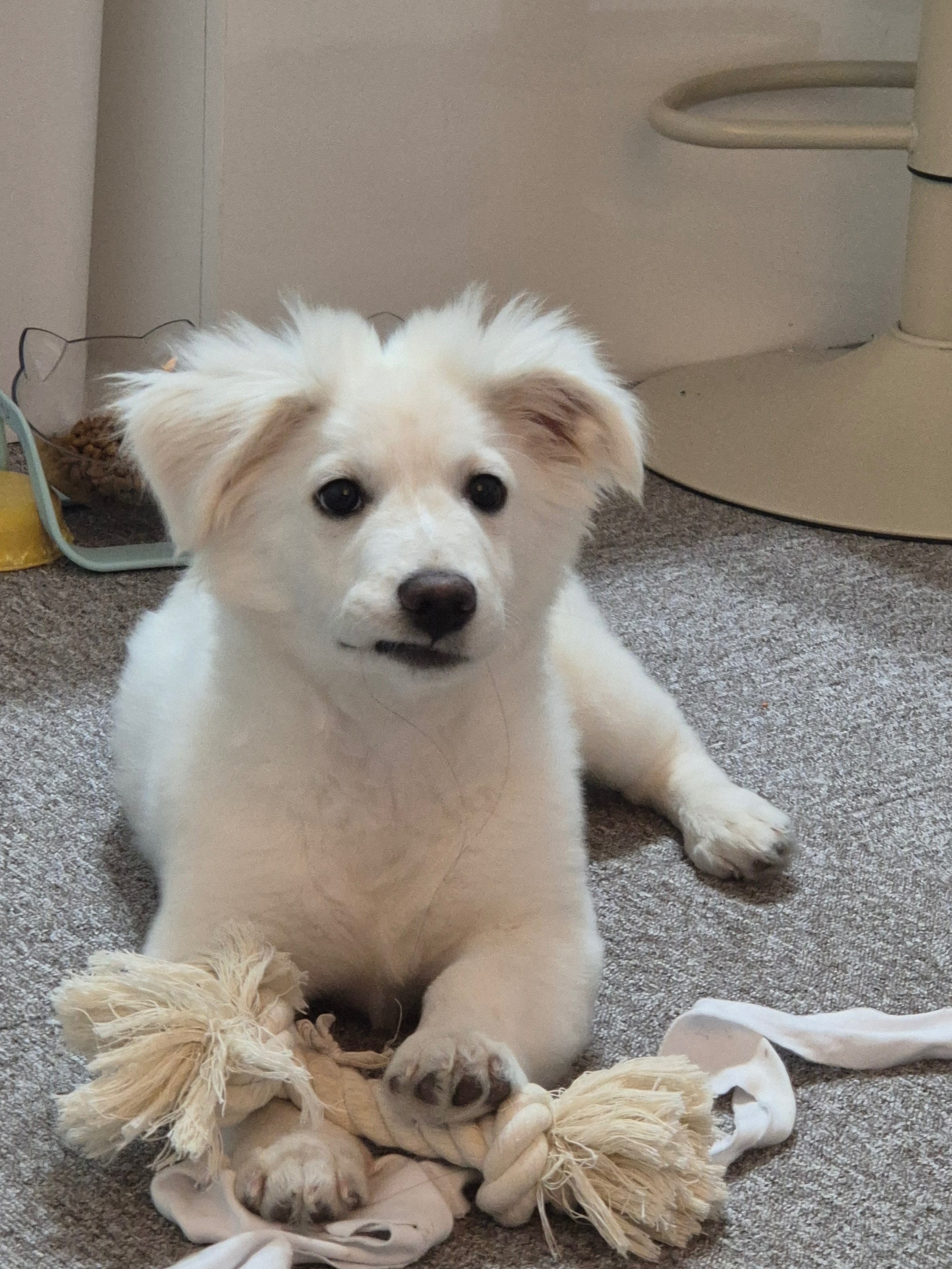 바둑이 애기5(루이)