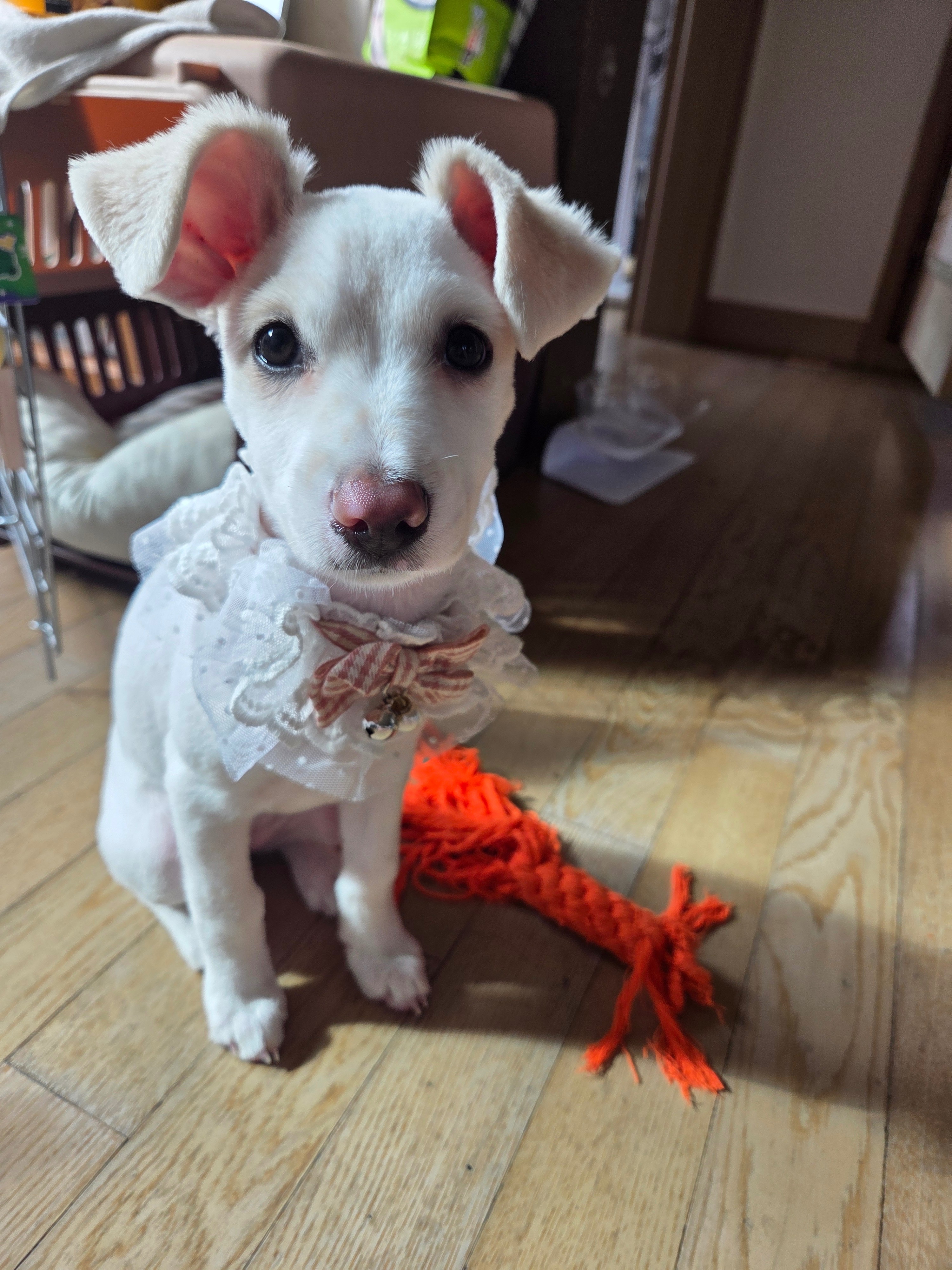 바둑이 애기7(하꿍이)