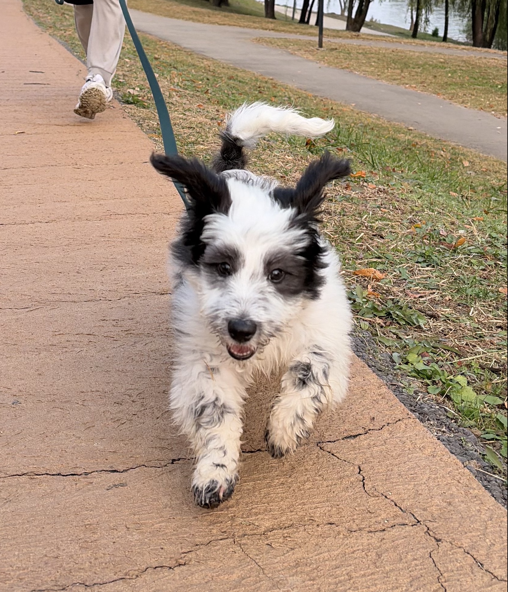 바둑이 애기6(두리)