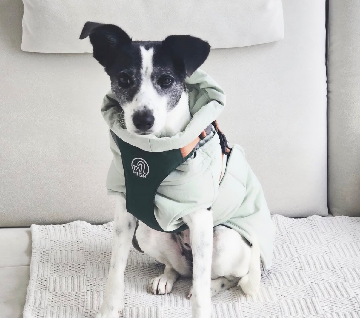 바둑이(둘둘이)