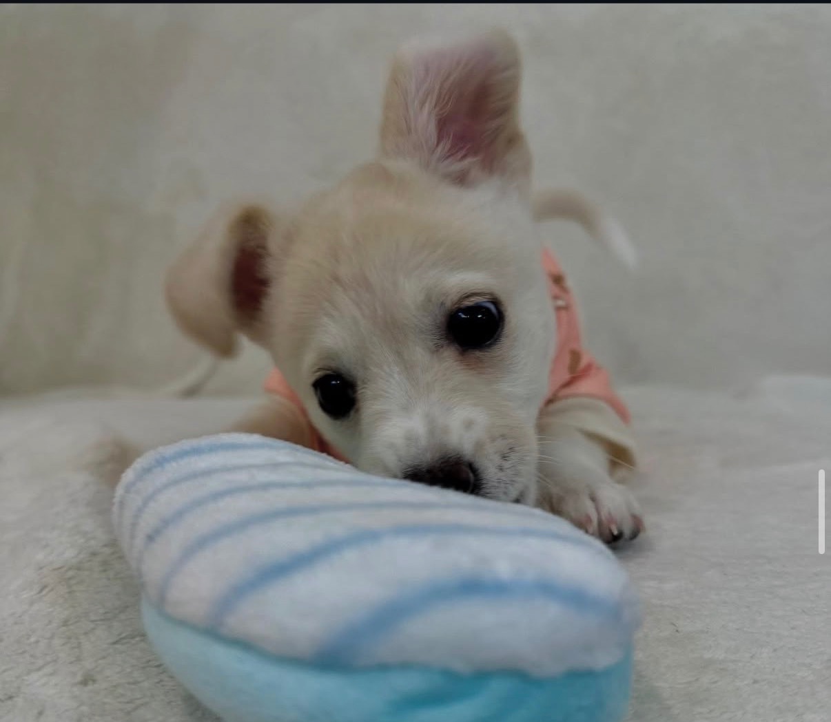 바둑이 애기8(하찌)