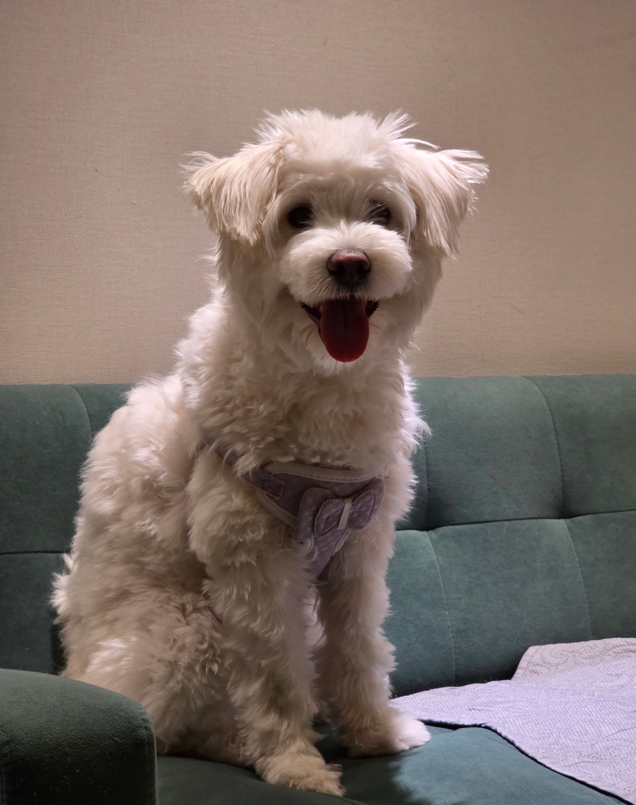 바둑이 애기4(복희)