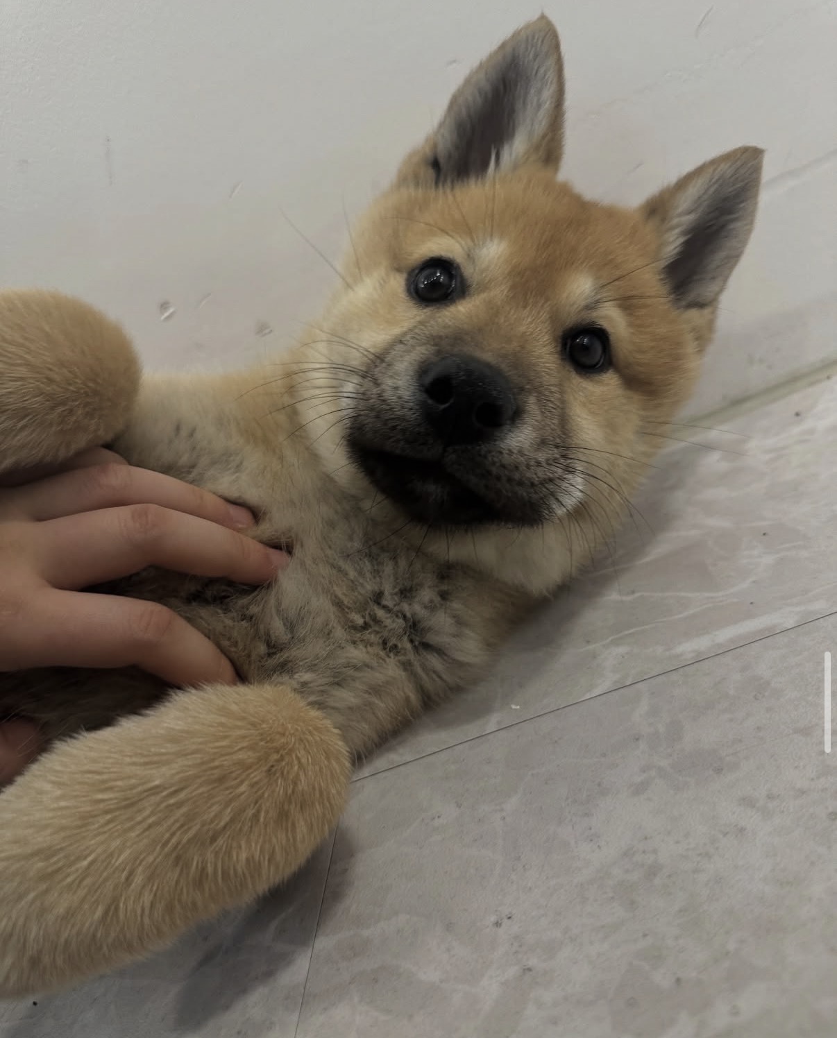 홍춘이 애기(도범이)