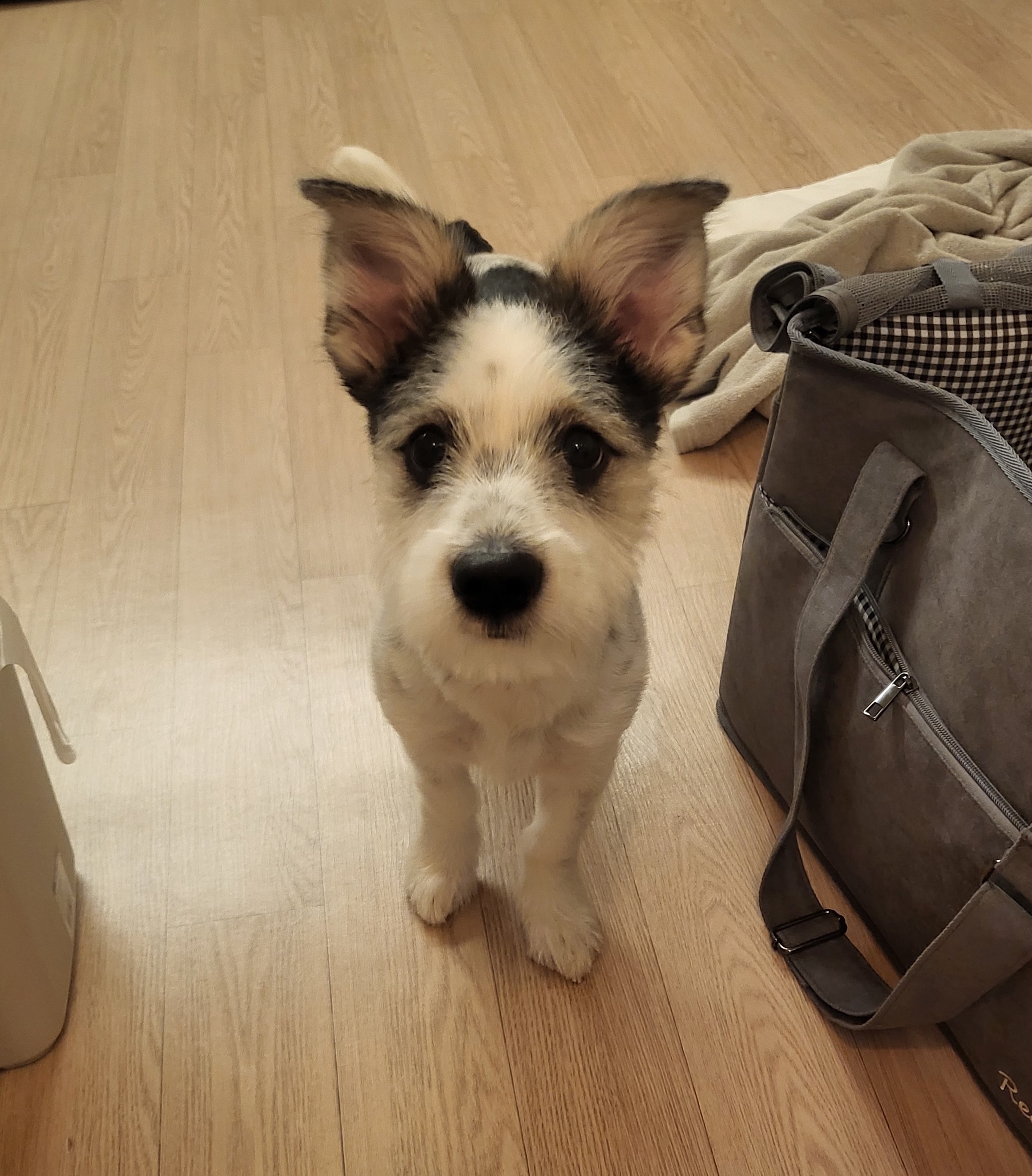 바둑이 애기9(호)