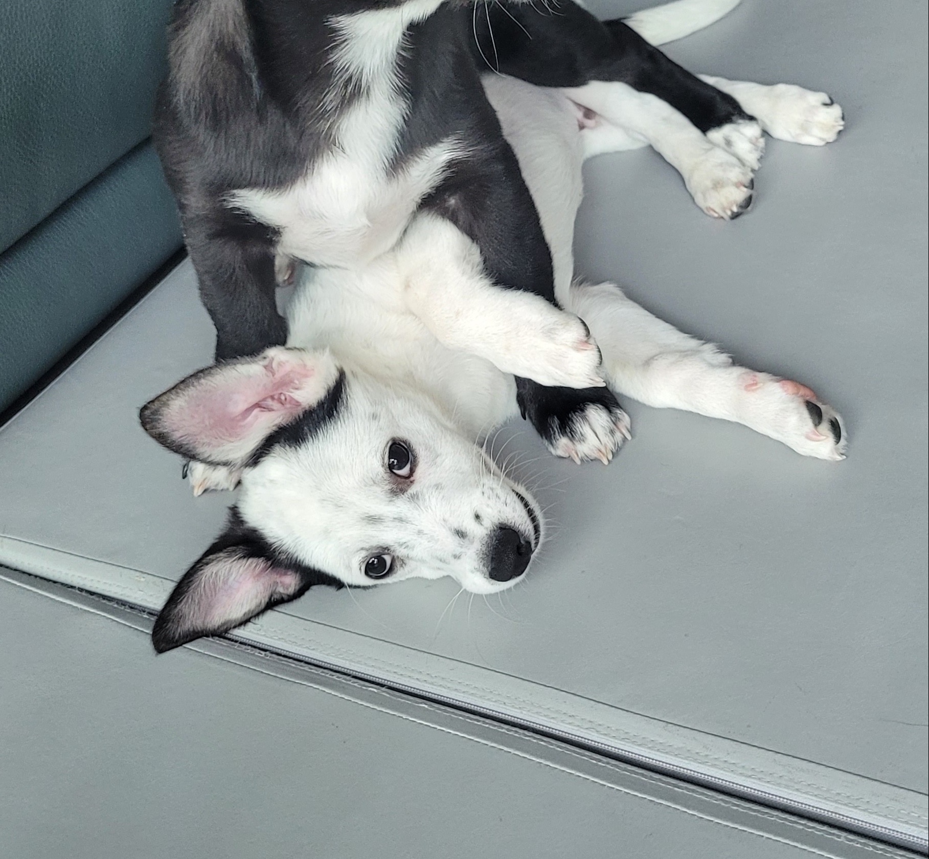 바둑이 애기3(먹물이)