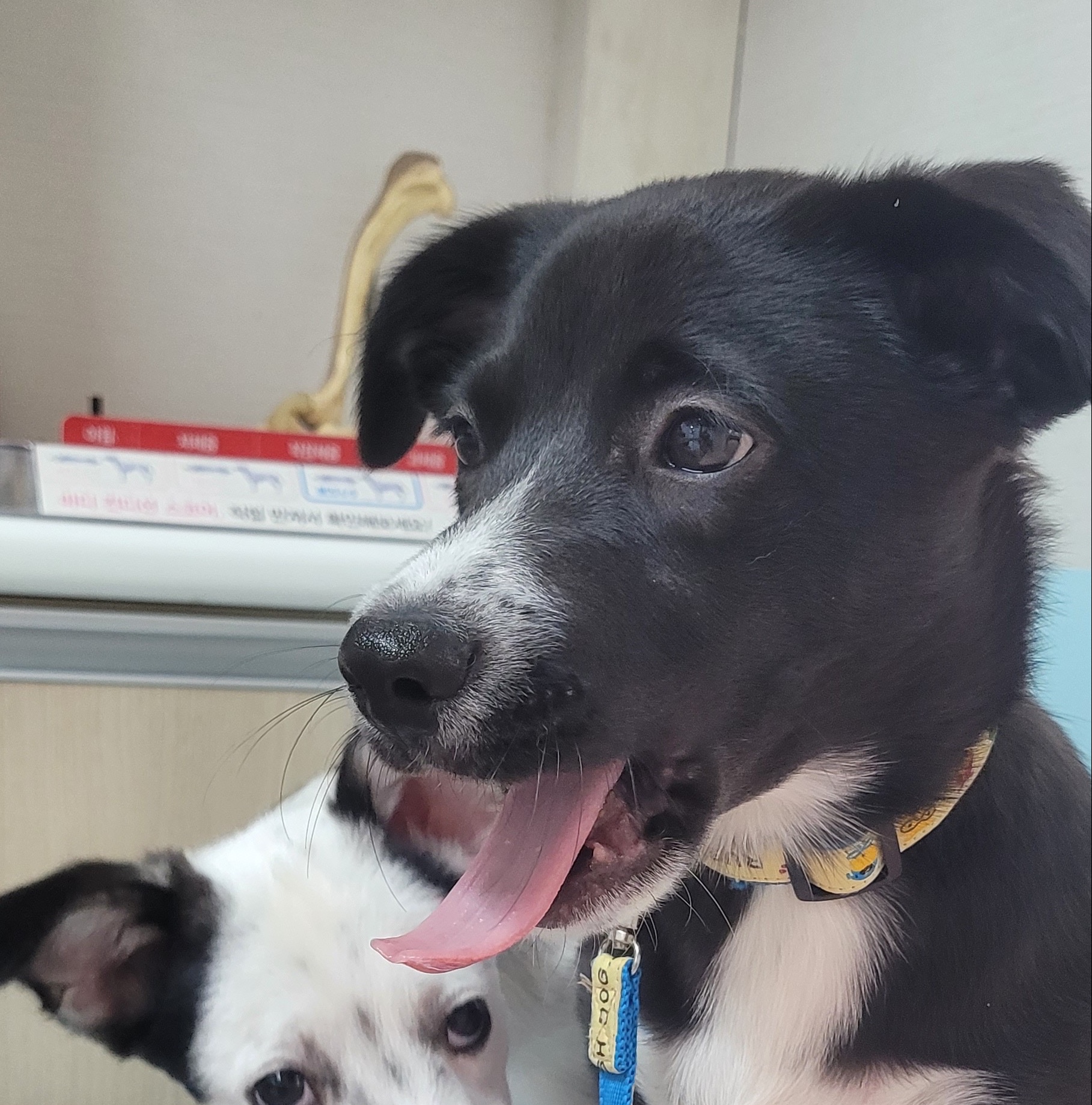 바둑이 애기1(까미)