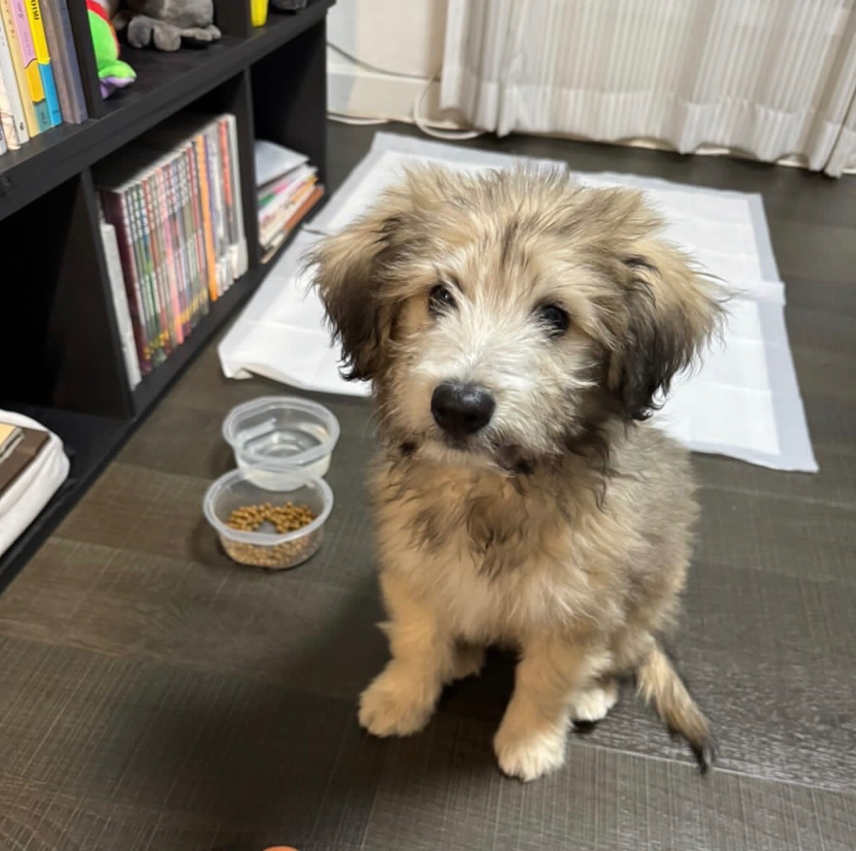 바둑이 애기10(벤)