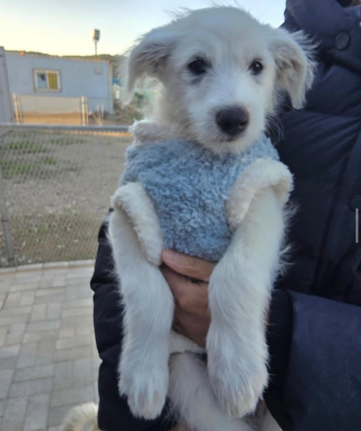 바둑이 애기2(만득이)