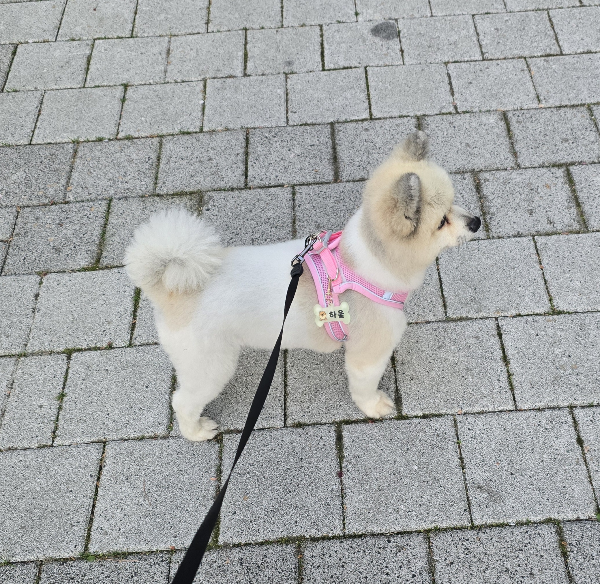 포메 하울이 입양 갔어요💕