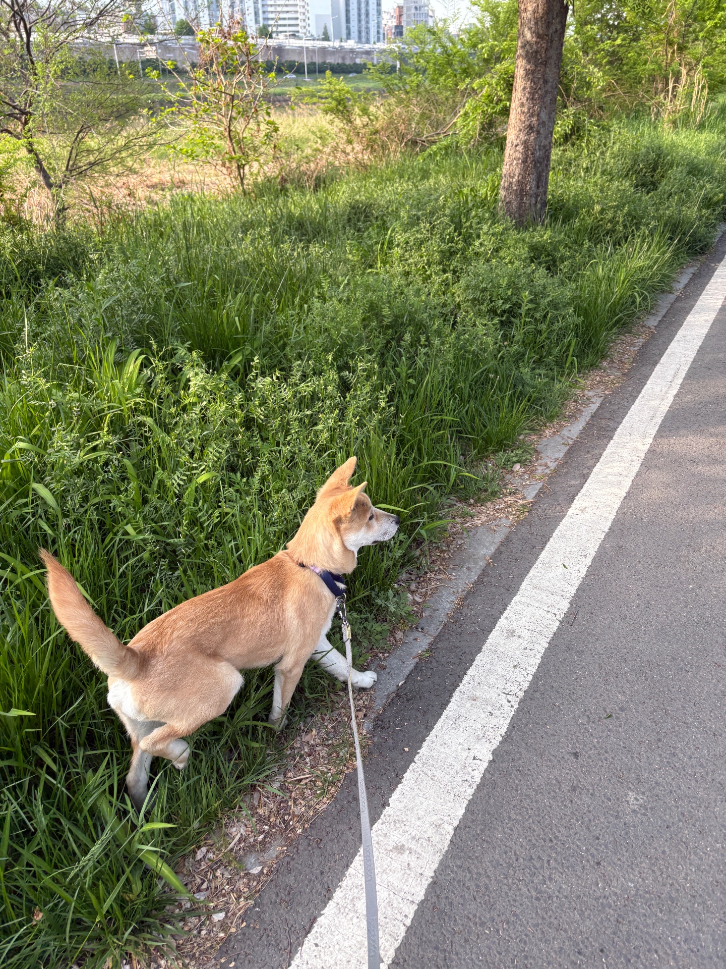 네모의 파양과 임보, 그리고 입양!